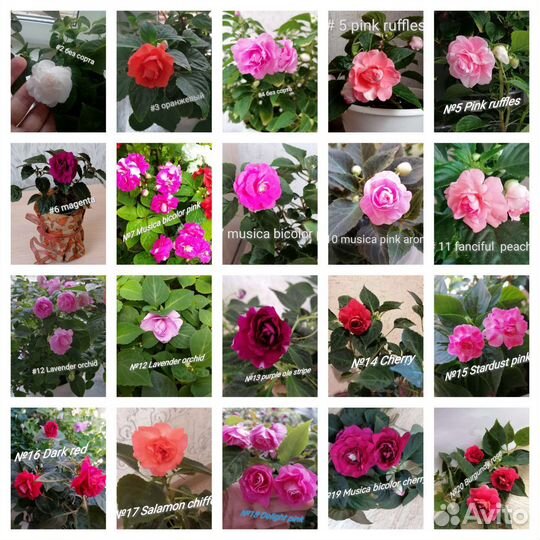 Бальзамин (ванька мокрый)