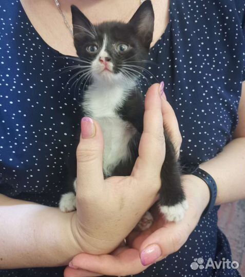 Котик 2 месяца