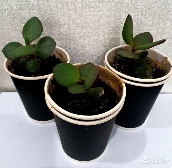 Денежное дерево, толстянка