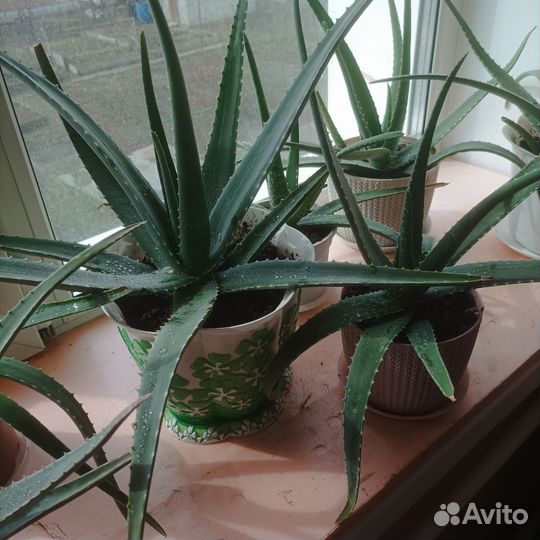 Алоэ вера лечебный