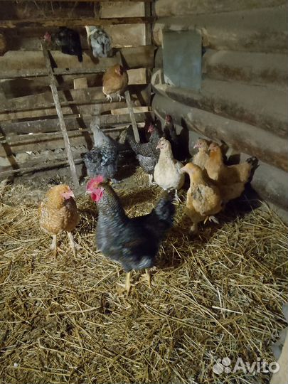 Молодые петухи