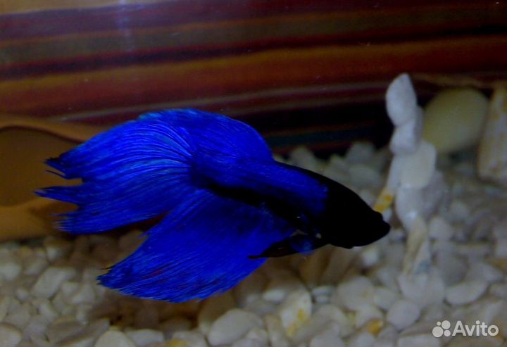 Рыбки Петушок и аквариумы