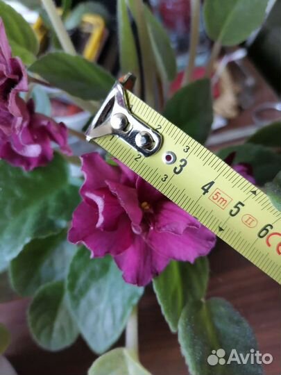 Фиалки цветущие, детки, листы