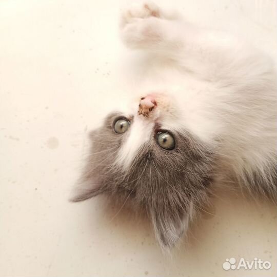 Котенок девочка бесплатно