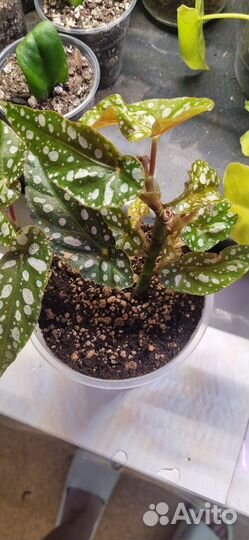 Бегония макулата