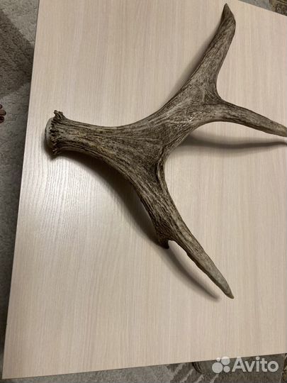 Рога лося 4летнего