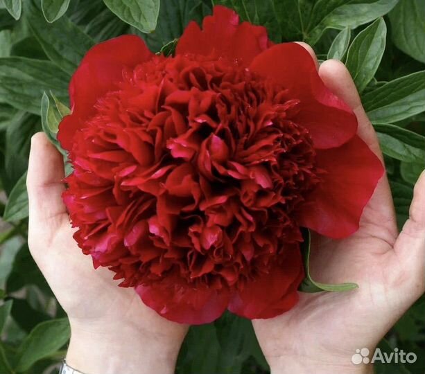 Пион,Ред Лав