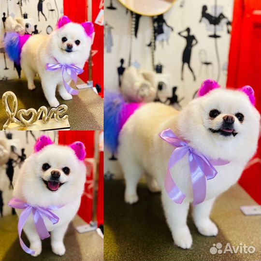 Стрижка собак, Груминг