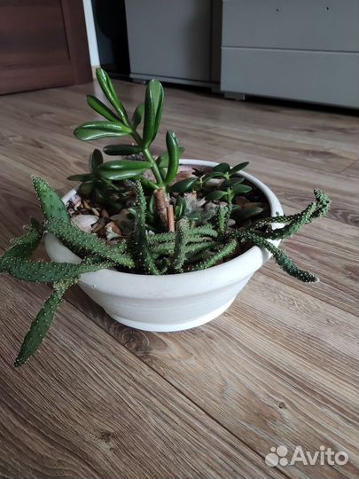 Кактусы и суккуленты