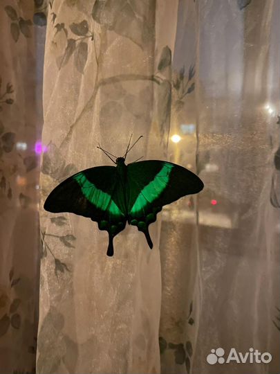 Ферма бабочек