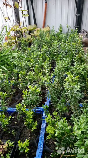 Саженцы самшита