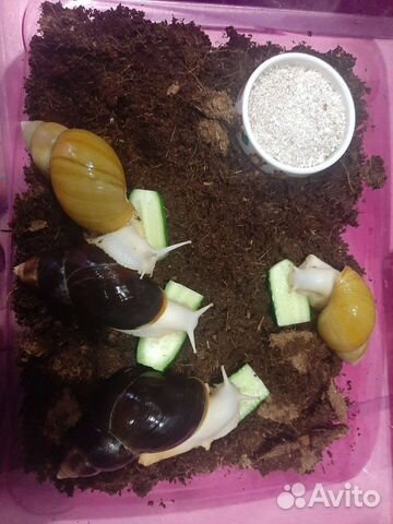 Улитки ахатины бесплатно