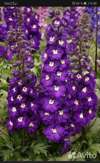 Растения для сада многолетние