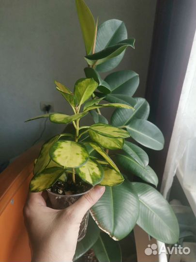 Хойя аустралис лиза