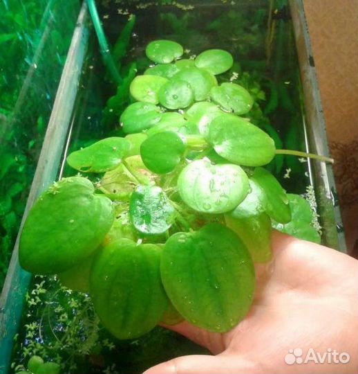 Продам аквариумные растения