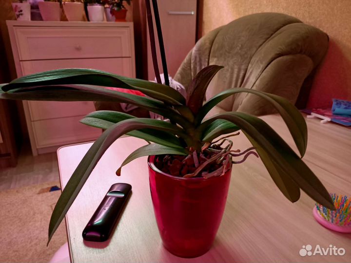 Орхидея фаленопсис