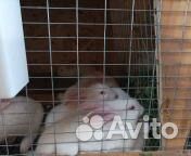 Кролики мясных пород