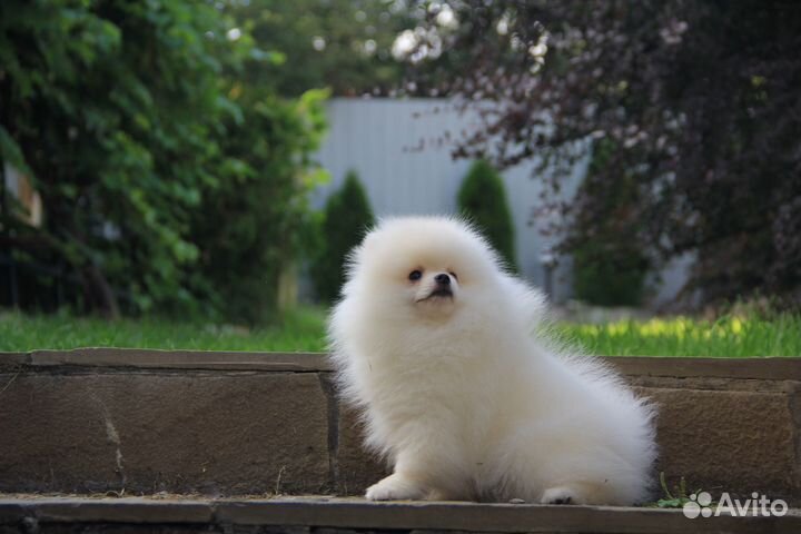 Белый мишка мальчик померанского шпица