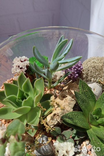 Флорариум 