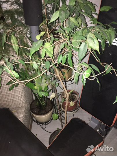 Фикус бенджамина