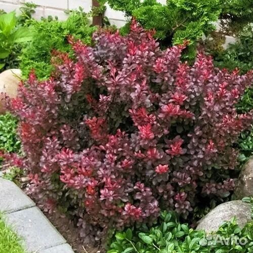 Барбарис Тунберга декоративный