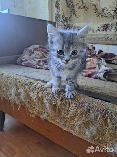 Котенок в добрые руки