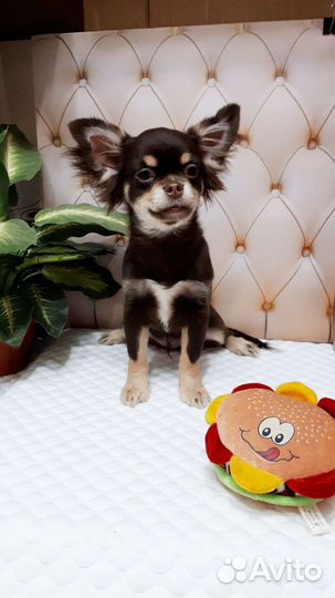 Мальчишки шоколадные