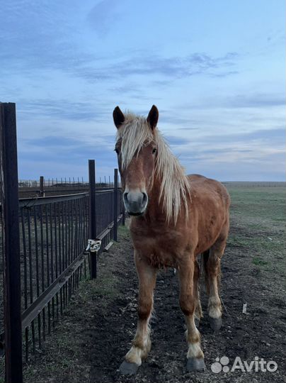 Жеребчик 1,5 г. Полутяж