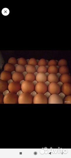 Домашние яйца куриные перепелиные