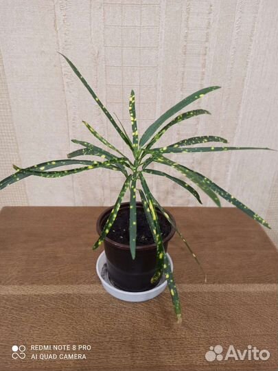 Кротон тонколистный редкий