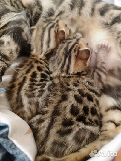 Бенгальские котята