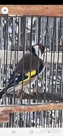 Певчие птицы