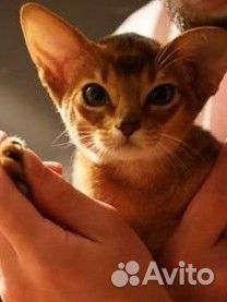 Абиссинская