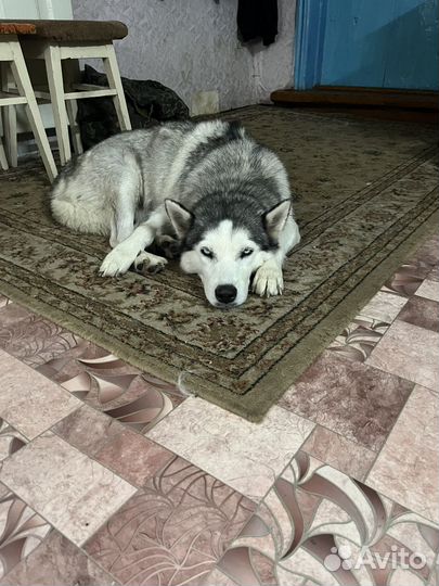 Хаски
