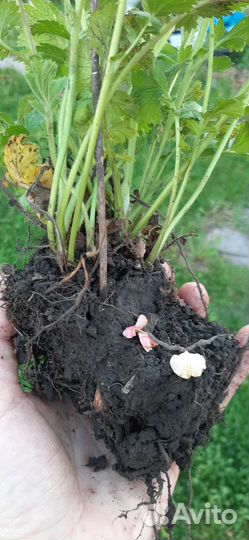 Гравилат май тай