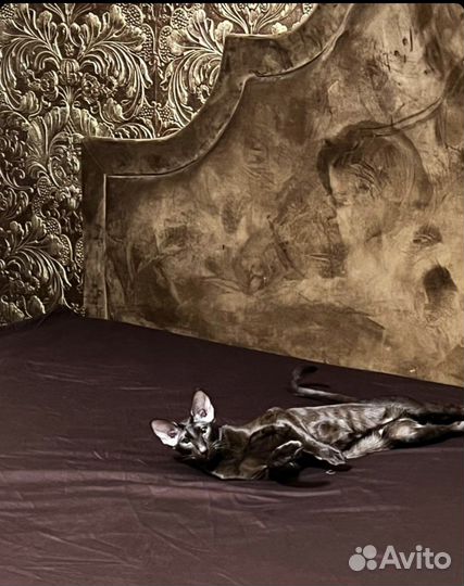 Ориентальный кот