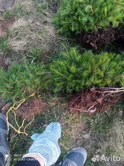 Саженцы ели