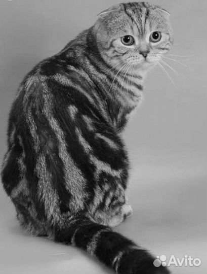 Шотландский кот на вязку