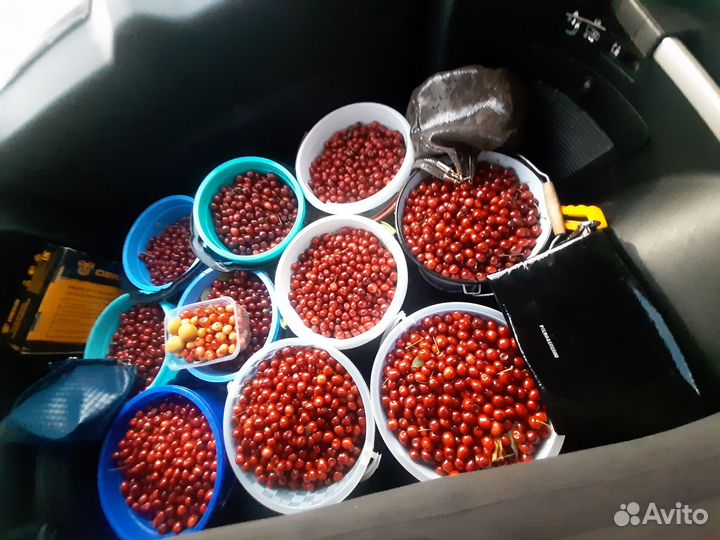 Компот из черешни