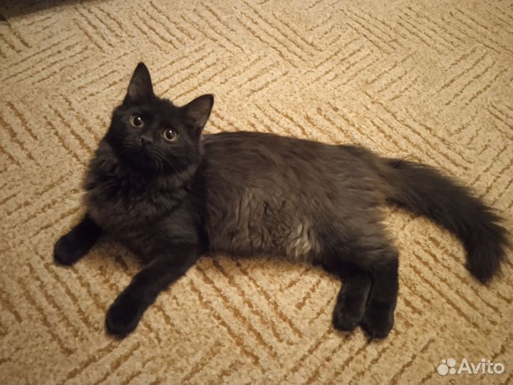 Котенок девочка