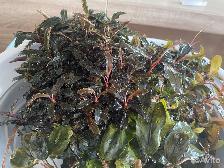 Буцефаландры