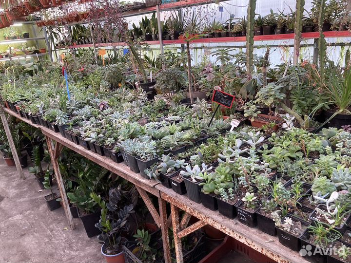 Эхеверии и др суккуленты из питомника растений