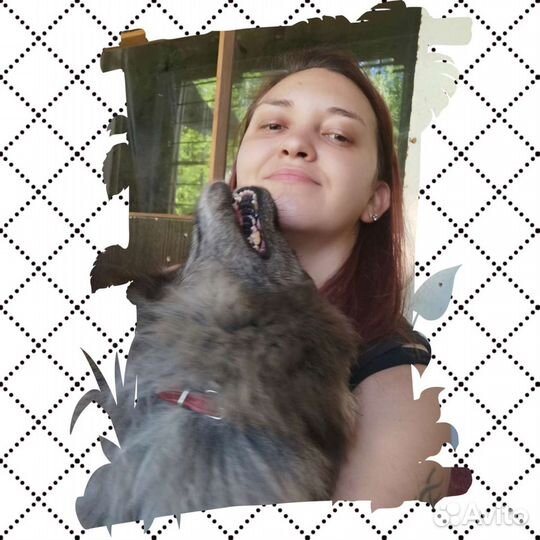 Передержка собак