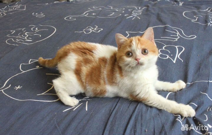 Красные котята