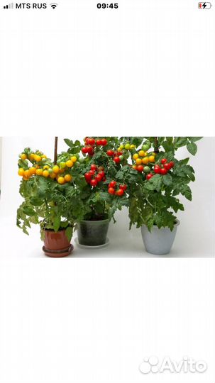 Комнатные помидоры и Комнатный болгарский перец