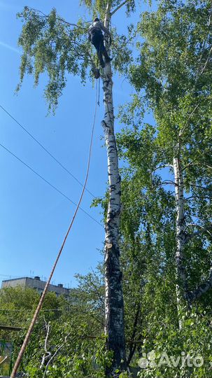 Спил деревьев,расчистка участка