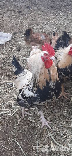 Загорские петухи