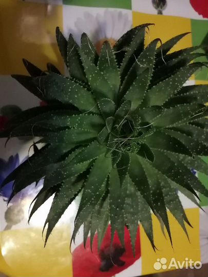 Алоэ, кактусы, суккуленты