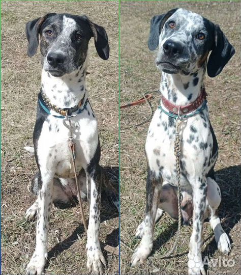 Метисы далматина в добрые руки