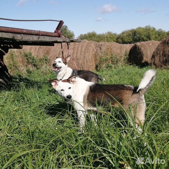 Собака в добрые руки отдам бесплатно
